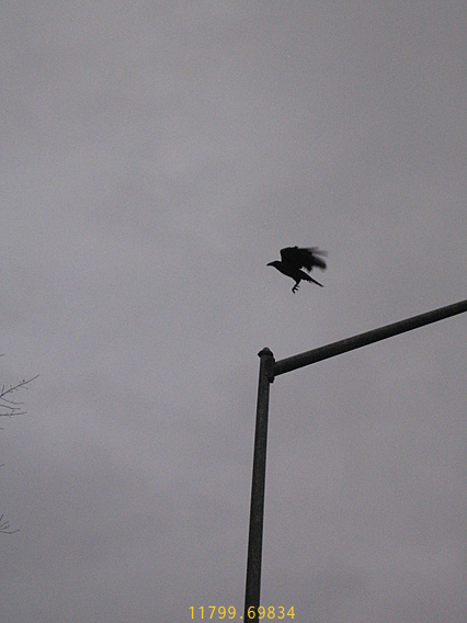 Caw! Caw! Crow