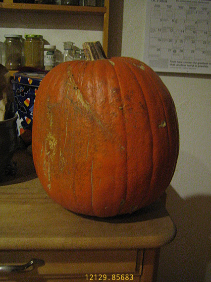 Pumpkin Pumpkin Rear