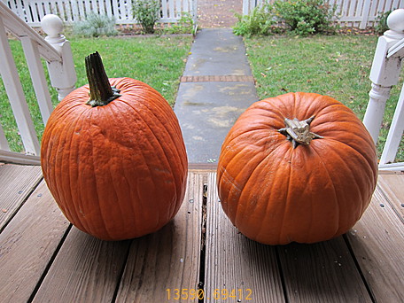 13590.694-Ordinary_Pumpkins_By_Day.jpg