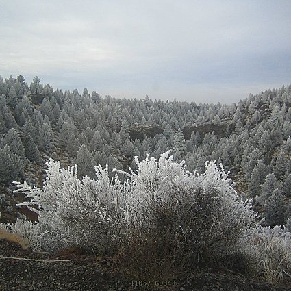 11057.693-Frozen_Fog.jpg