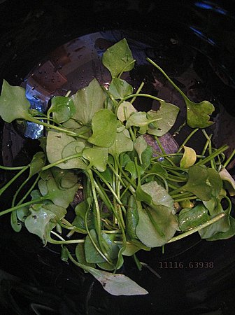 11116.639-Miners_Lettuce.jpg