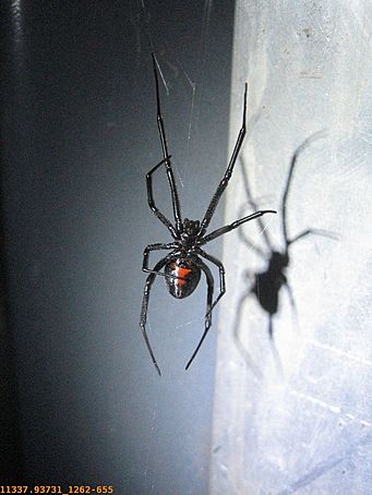 11337.937-Black_Widow.jpg