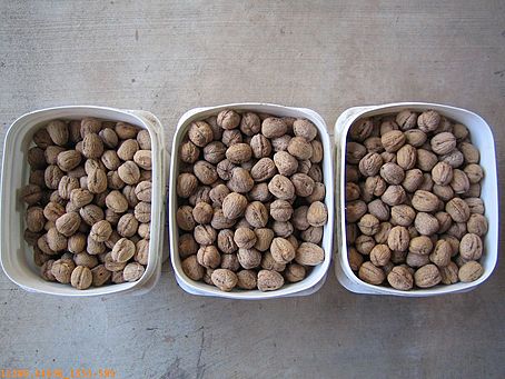 11398.416-Walnuts.jpg